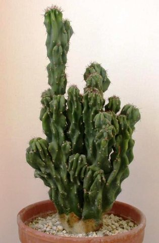 Cereus_hildmannianus_forma_monstruosa
